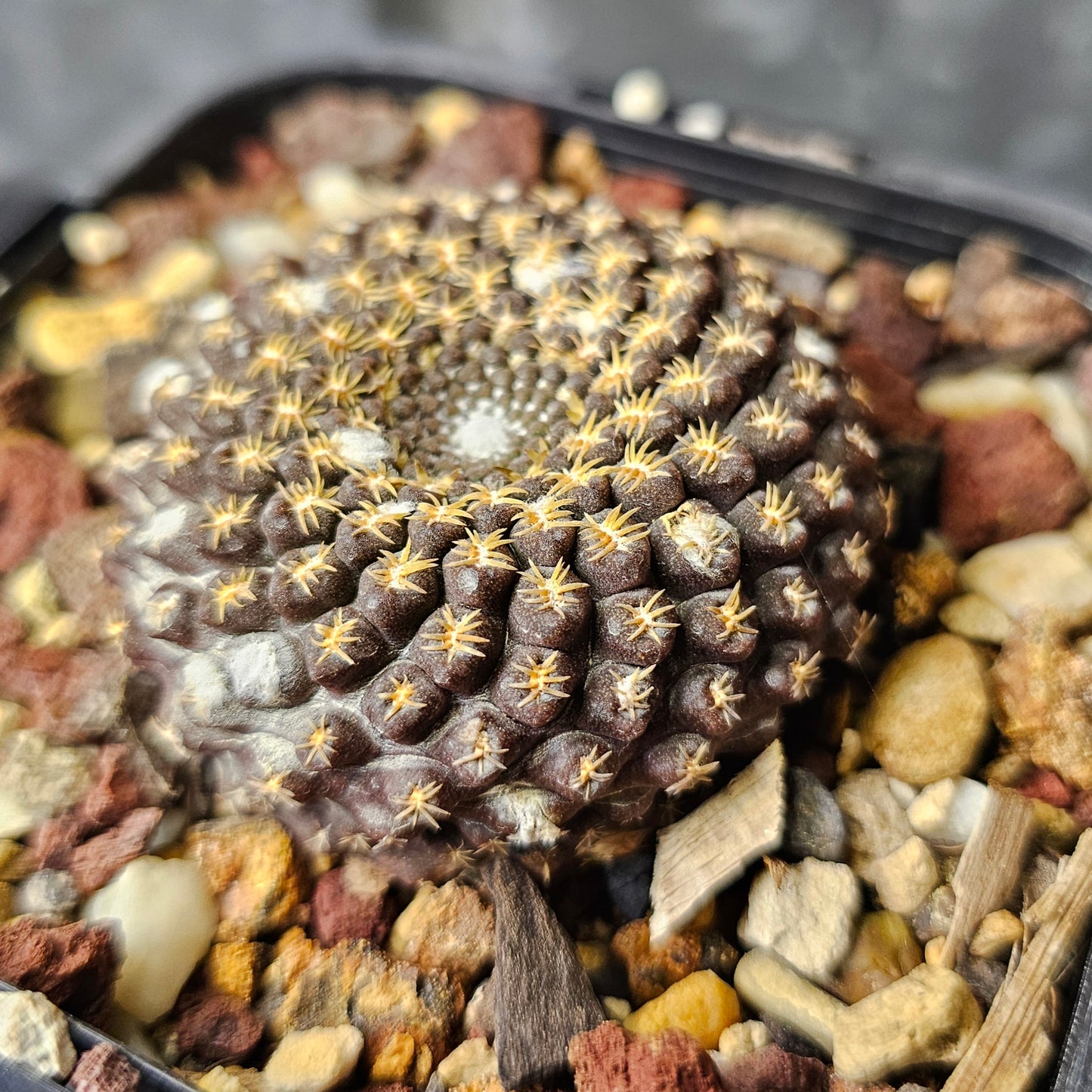 Neochilenia odeirii
