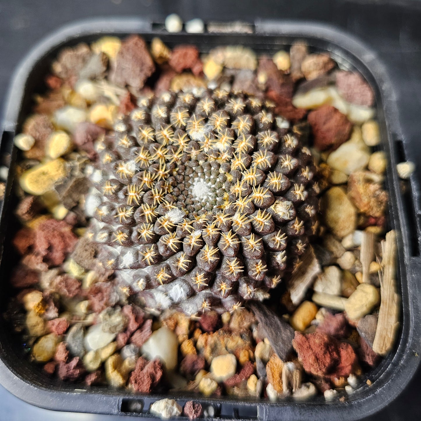 Neochilenia odeirii