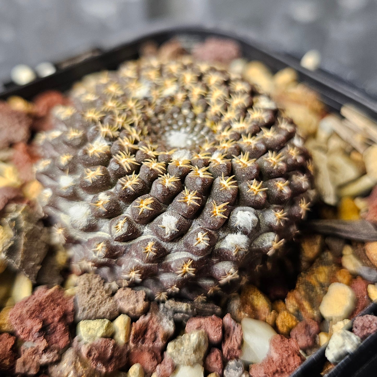 Neochilenia odeirii