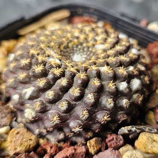 Neochilenia odeirii miniature cactus, 10+ year old specimen with dark flattened body and bright spines, slow grown in mineral mix rare Chilean cactus