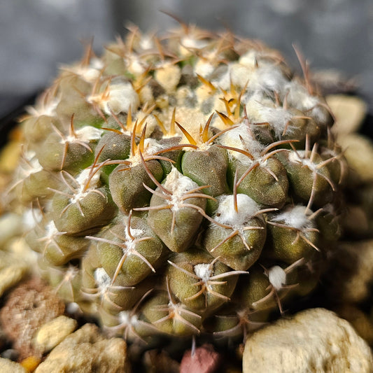 Chileorebutia carneoflora miniature cactus, 7+ year old specimen slow grown in mineral mix with striking spines and wool, rare collectable cactus