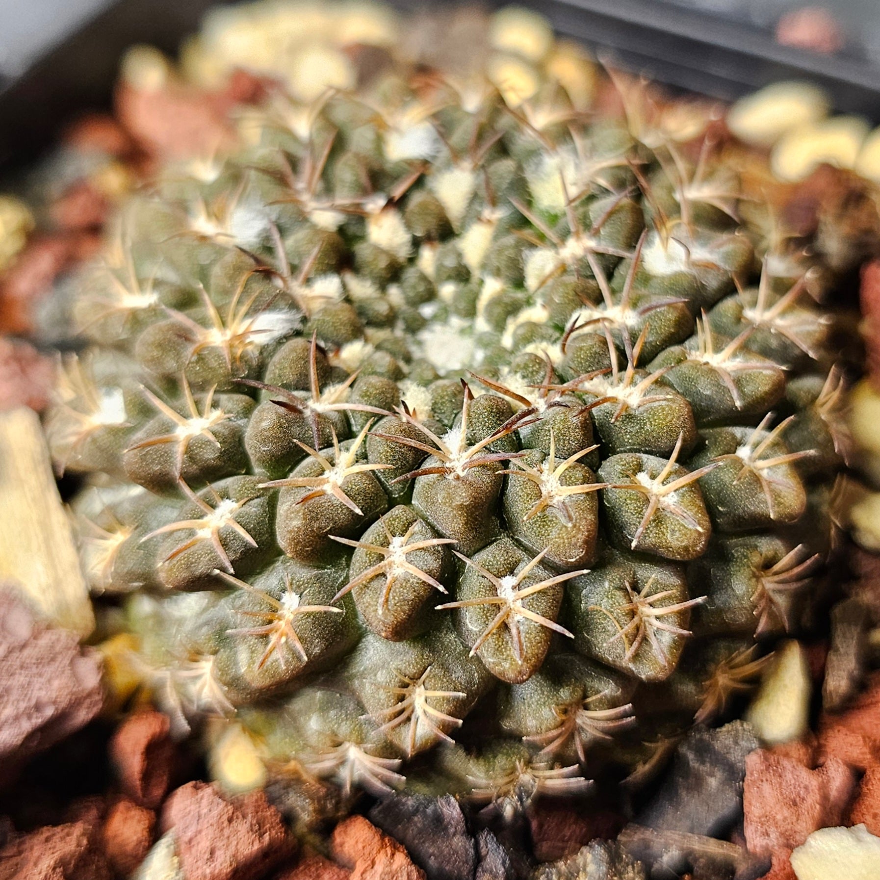 Neochilenia occulta pure species miniature cactus, 7+ year old flattened body with dark brown and olive green tones, rare slow grown Chilean cactus