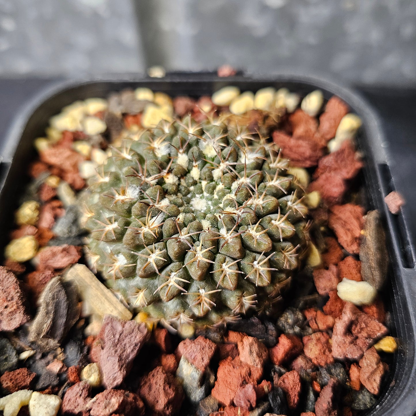 Neochilenia occulta
