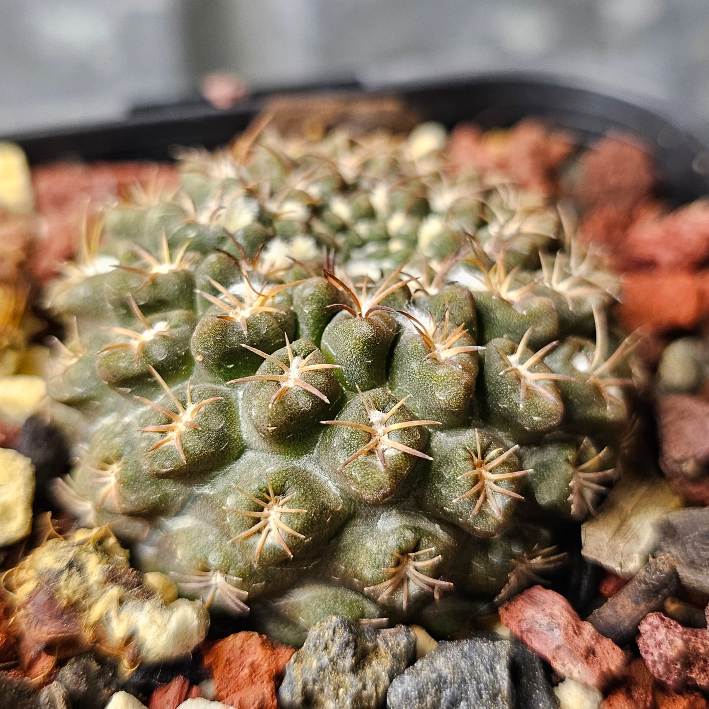 Neochilenia occulta
