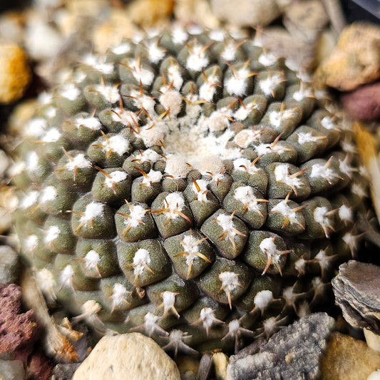 Chileorebutia malleolata FR517 miniature cactus, 7+ year old specimen with dark body, white wool and tiny striking spines, rare slow grown Chilean cactus