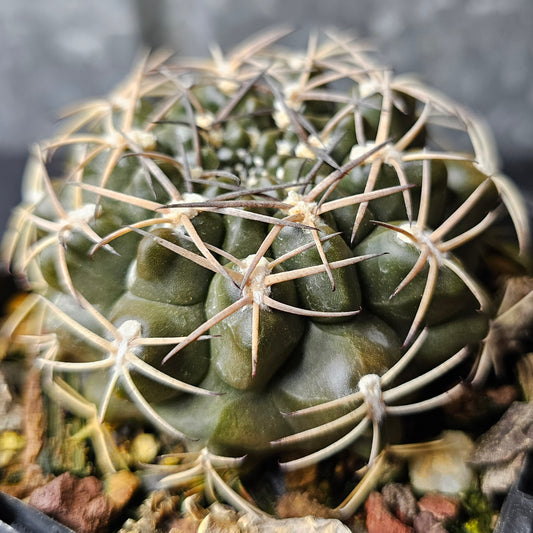 Gymnocalycium marsoneri cactus, stout olive green body with rugged spines, rare collectable Gymnocalycium specimen, South American flowering cactus