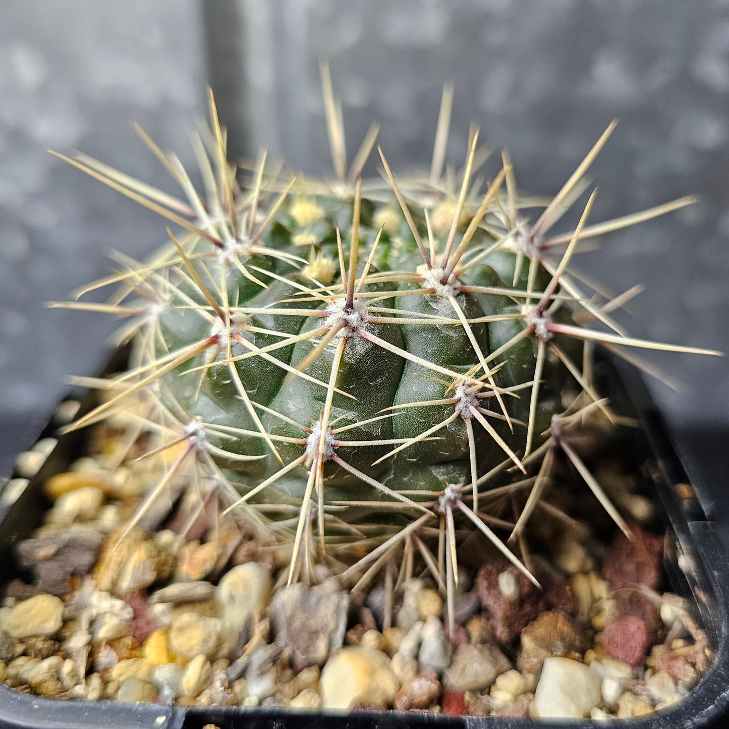 Gymnocalycium schatzlianum