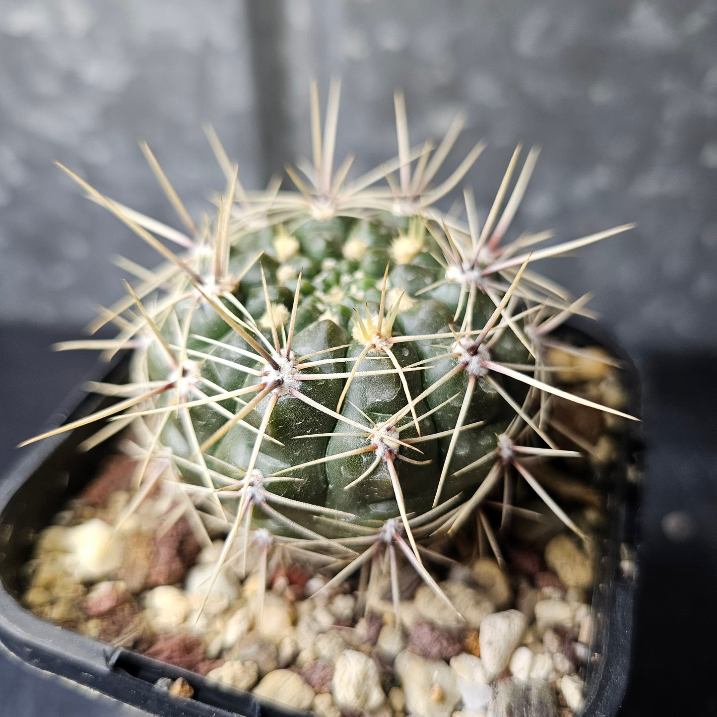 Gymnocalycium schatzlianum