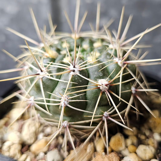 Gymnocalycium schatzlianum cactus, dark green globose body with savage sharp spines, rare unusual Gymnocalycium specimen for collectors