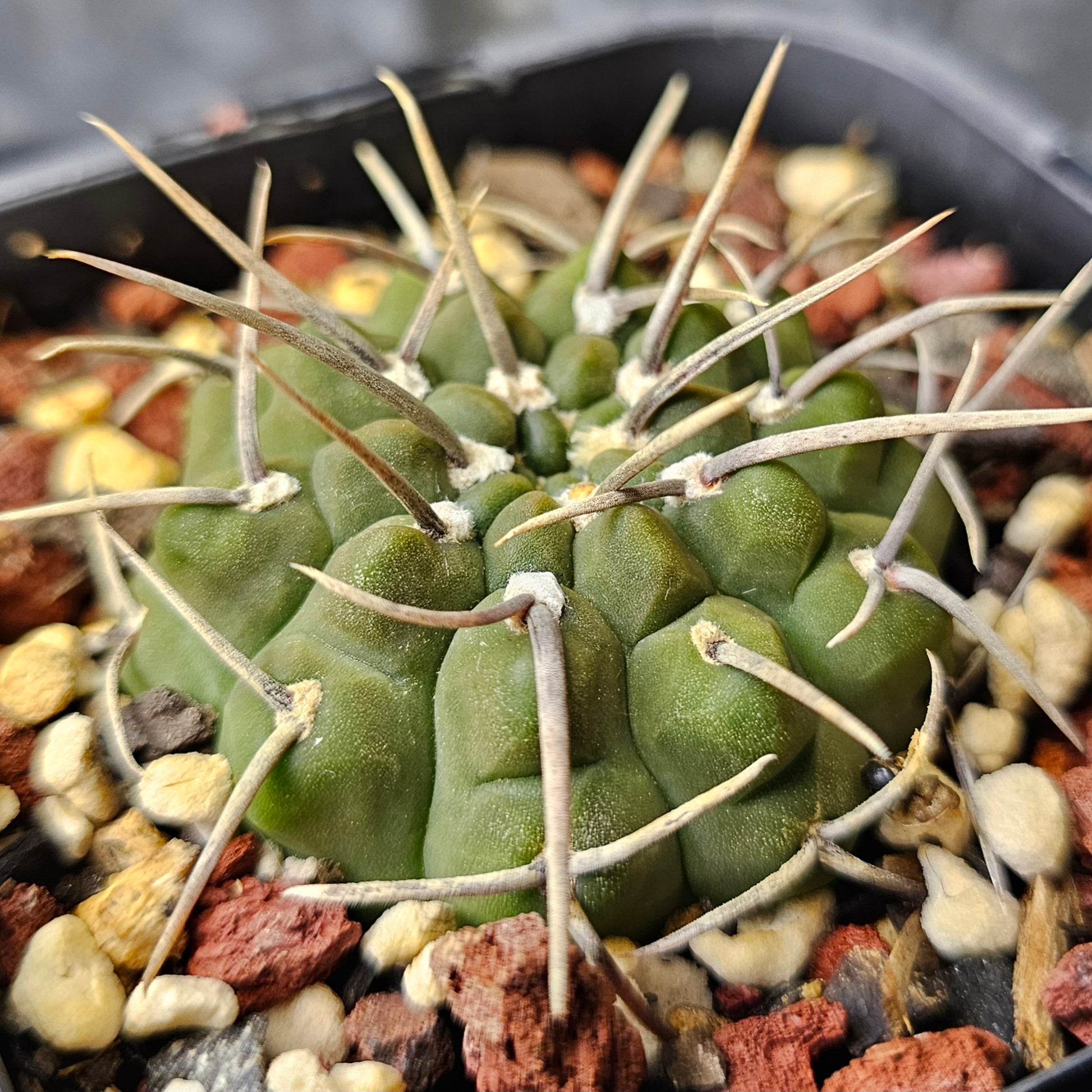 Gymnocalycium vatteri cactus, hypnotic green body with unique flattened form, textured skin and single spines, rare striking Gymnocalycium specimen