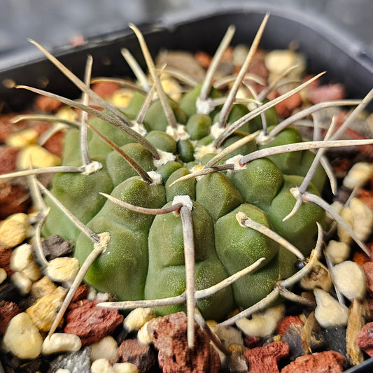 Gymnocalycium vatteri cactus, hypnotic green body with unique flattened form, textured skin and single spines, rare striking Gymnocalycium specimen