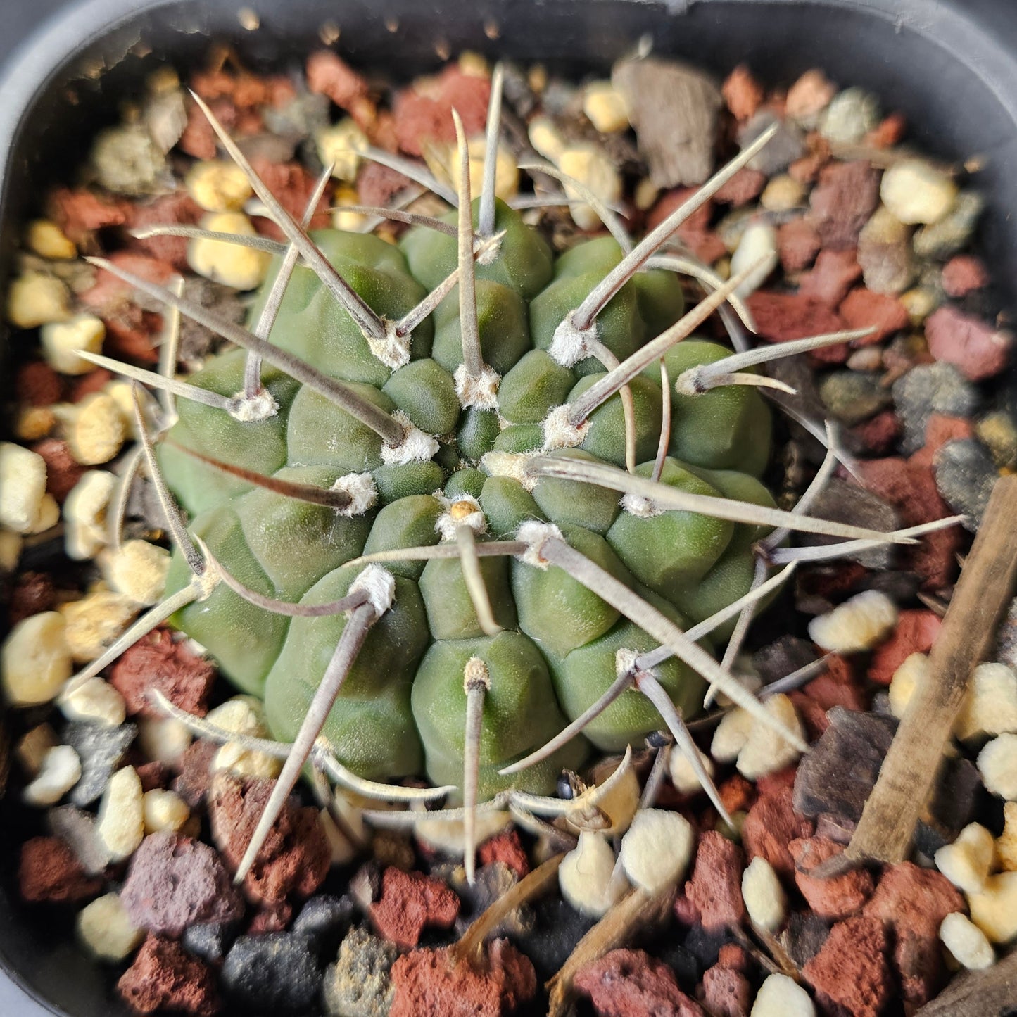 Gymnocalycium vatteri