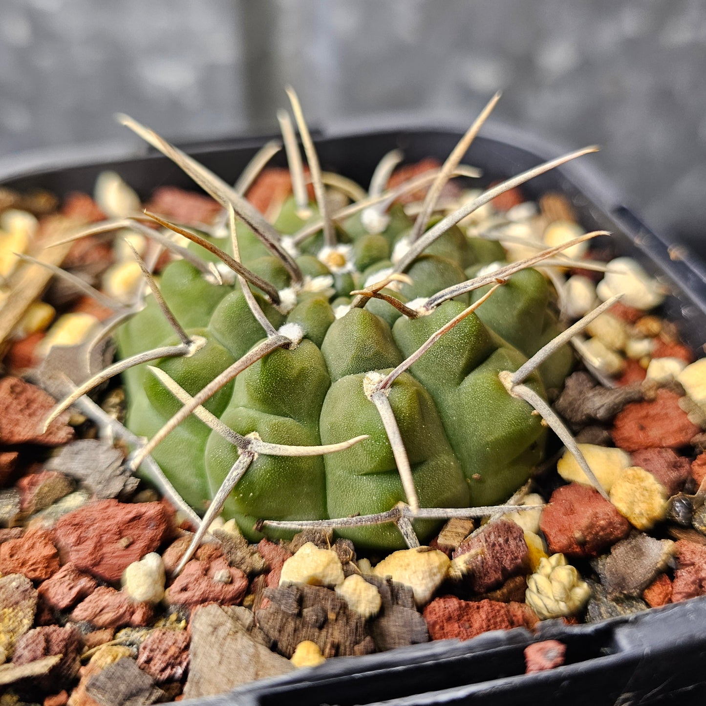 Gymnocalycium vatteri