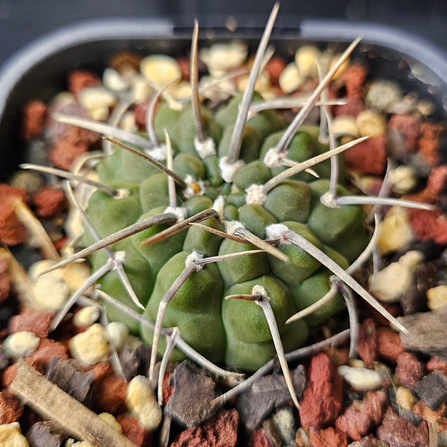 Gymnocalycium vatteri