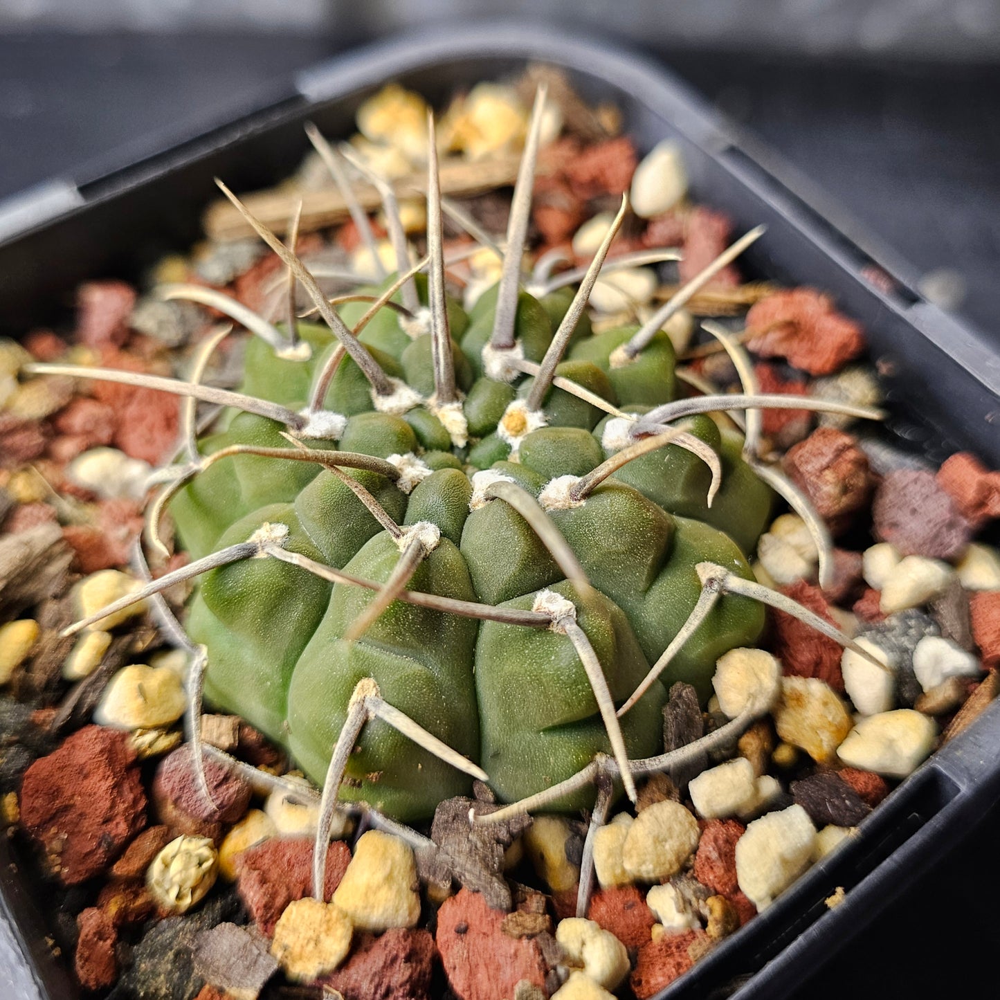 Gymnocalycium vatteri