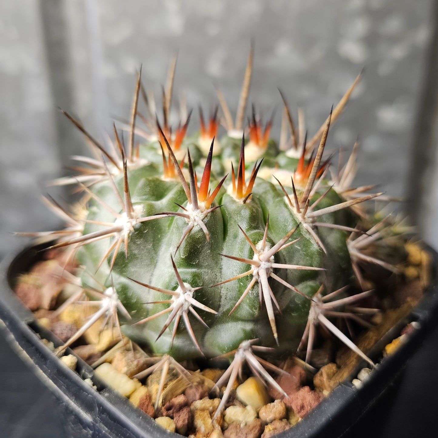 Neochilenia subikii