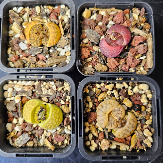 Mixed Lithops – 4 Pack