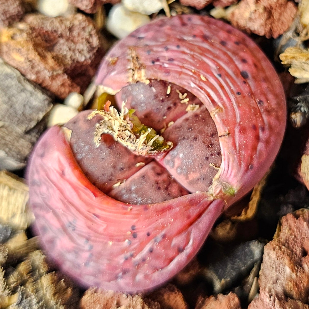 Mixed Lithops – 4 Pack