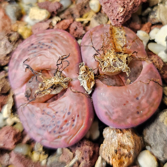 Lithops Variety Pack – 4 Plants