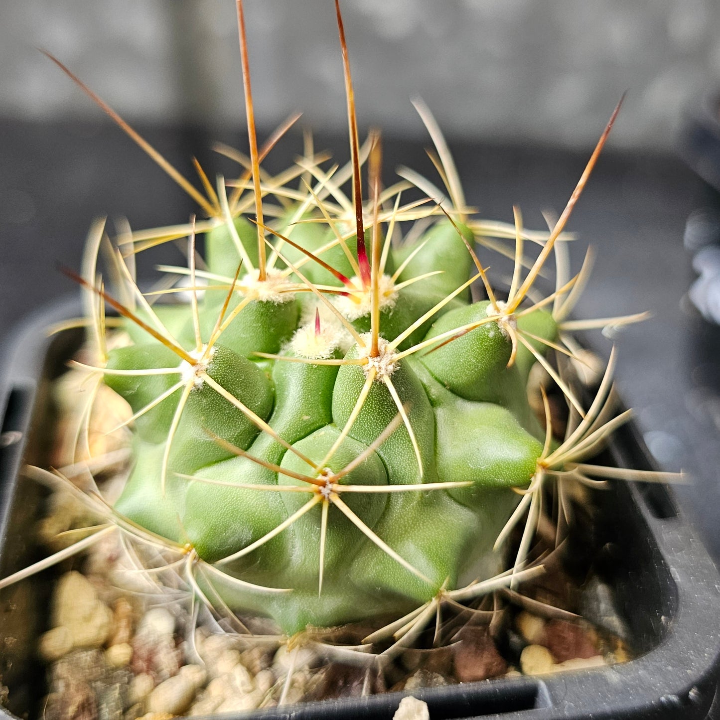 Cactus bundle – 4 plants (Field Seed mix)