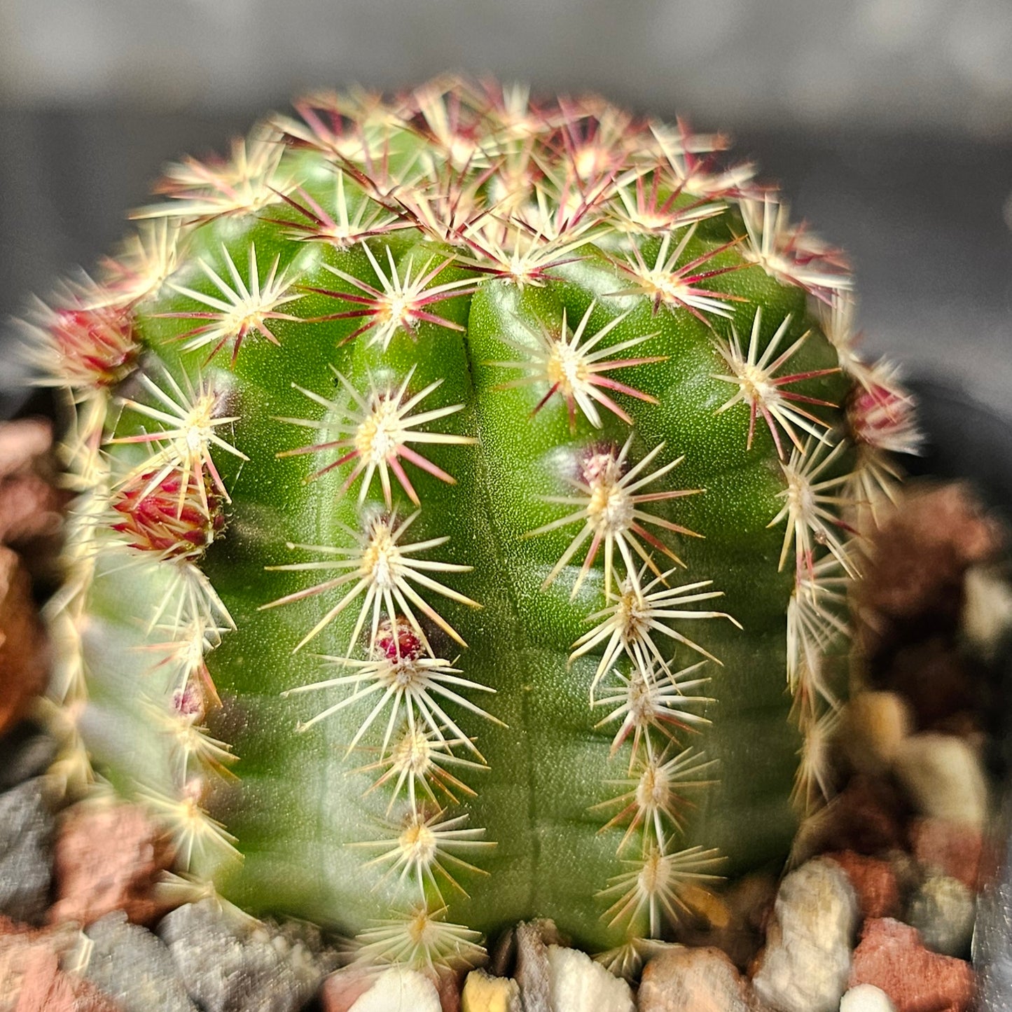 Cactus bundle – 4 plants (Field Seed mix)