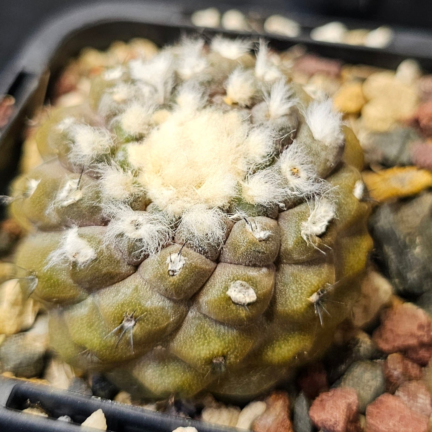 Cactus bundle – 4 plants (Slow-Build Classics)