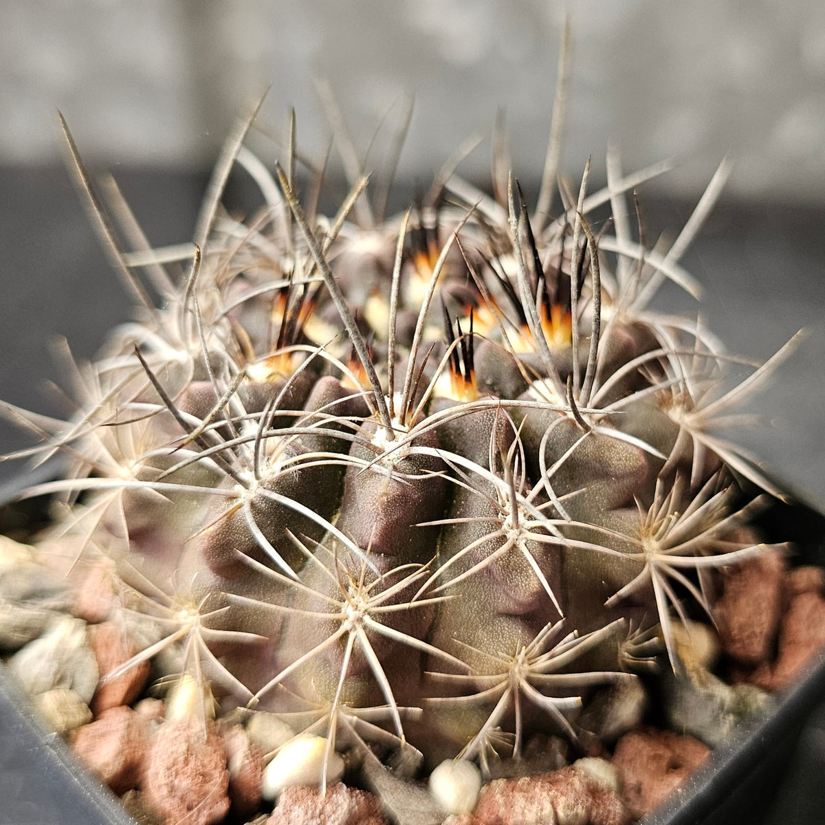Cactus Bundle Cactus bundle – 4 plants (Slow-Build Classics) – Spine City