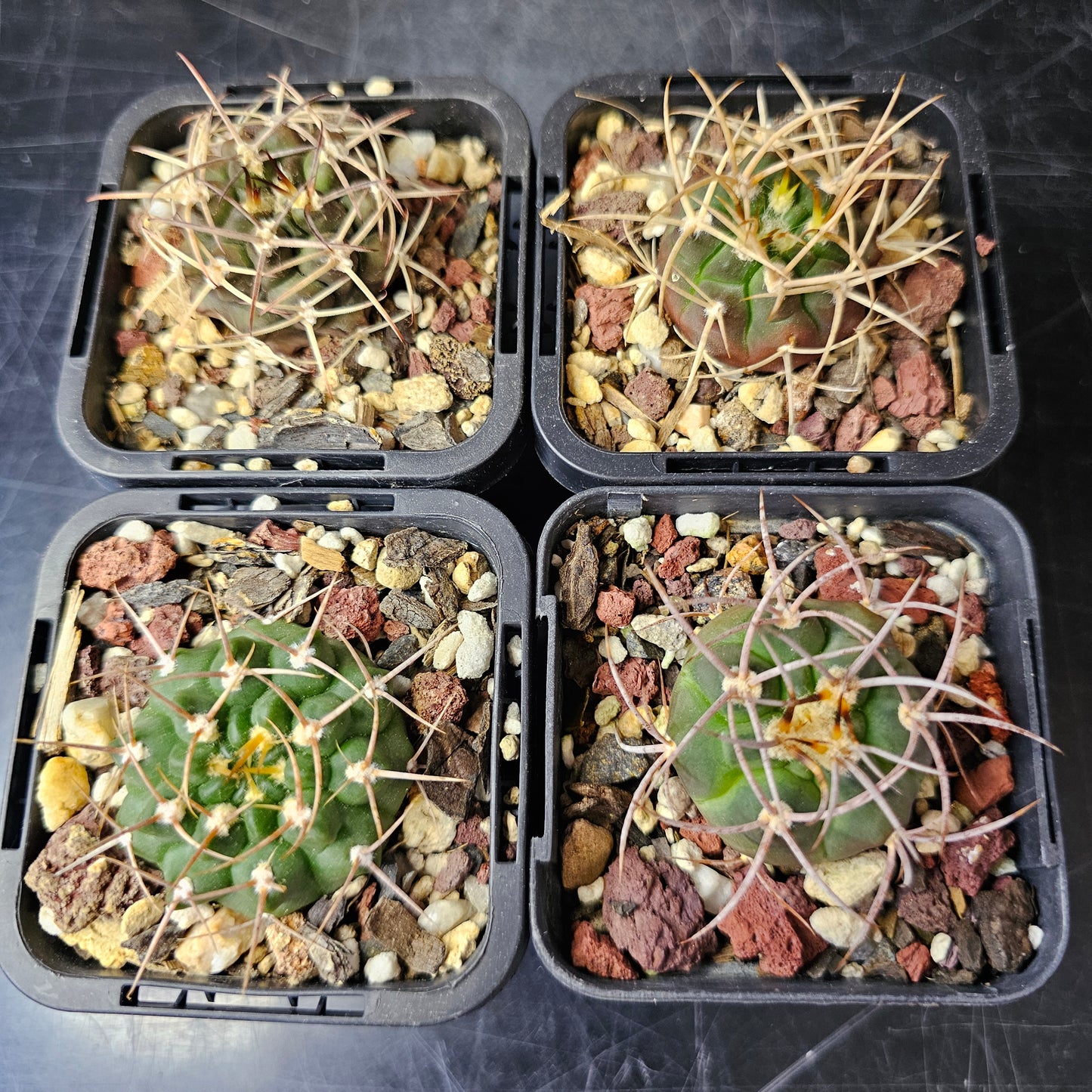 Cactus bundle – 4 plants (Select Gymnocalycium Forms)