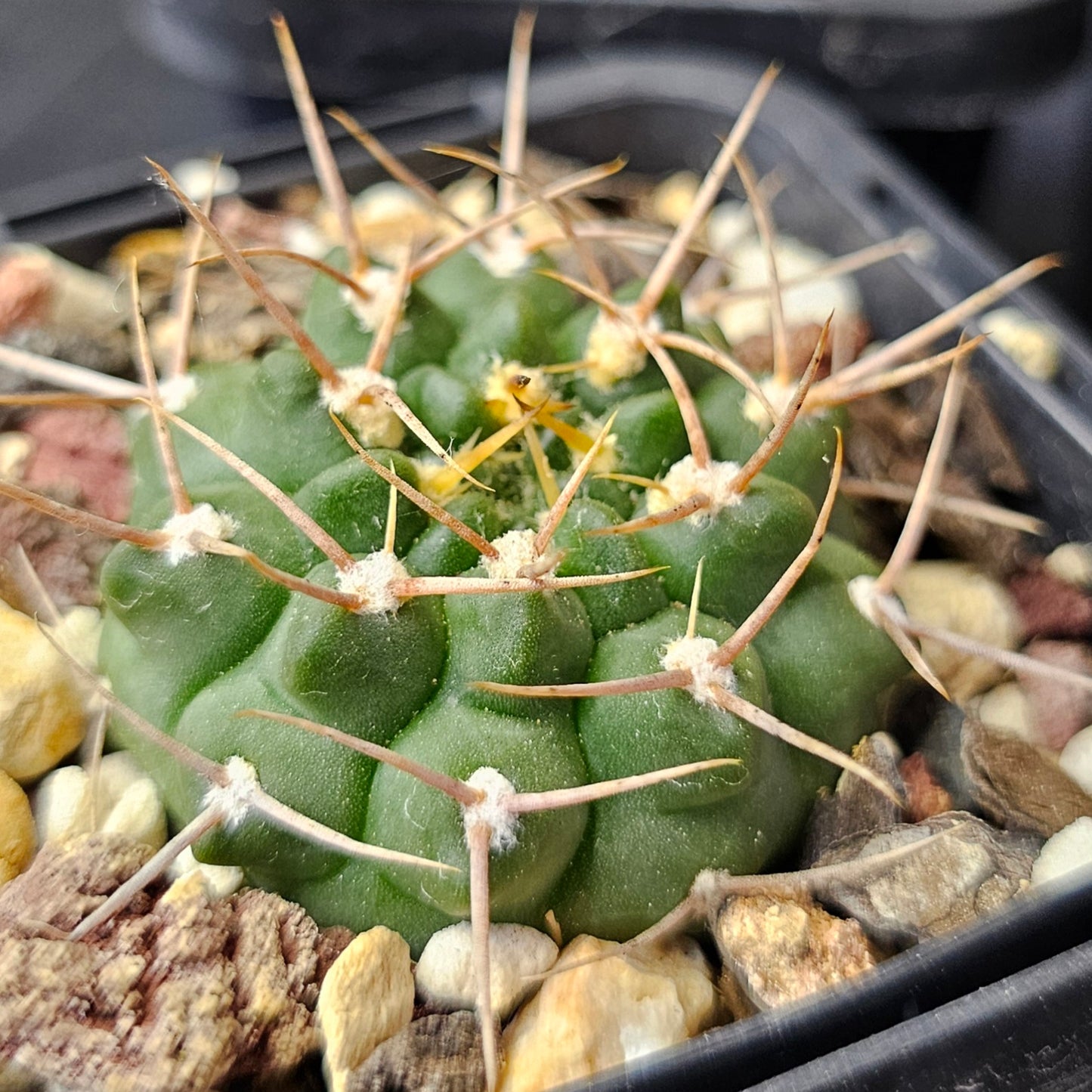 Cactus bundle – 4 plants (Select Gymnocalycium Forms)