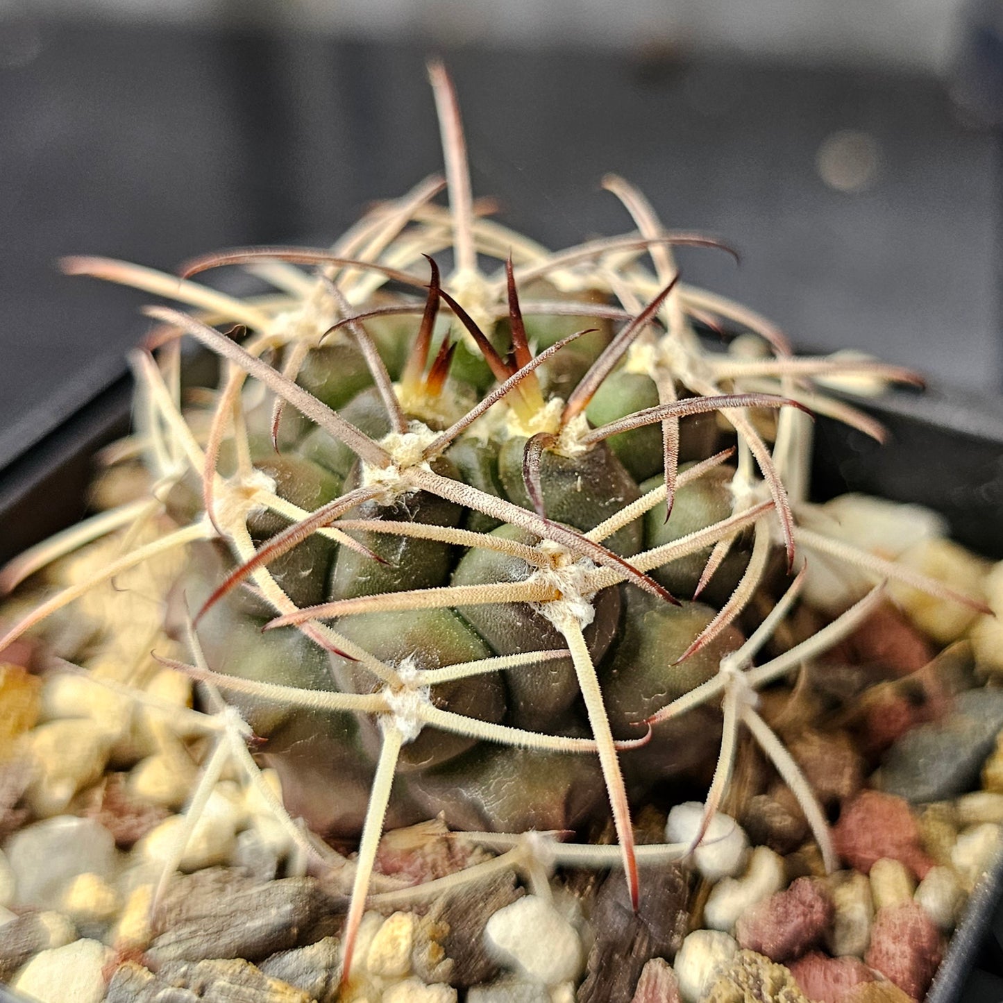 Cactus bundle – 4 plants (Select Gymnocalycium Forms)