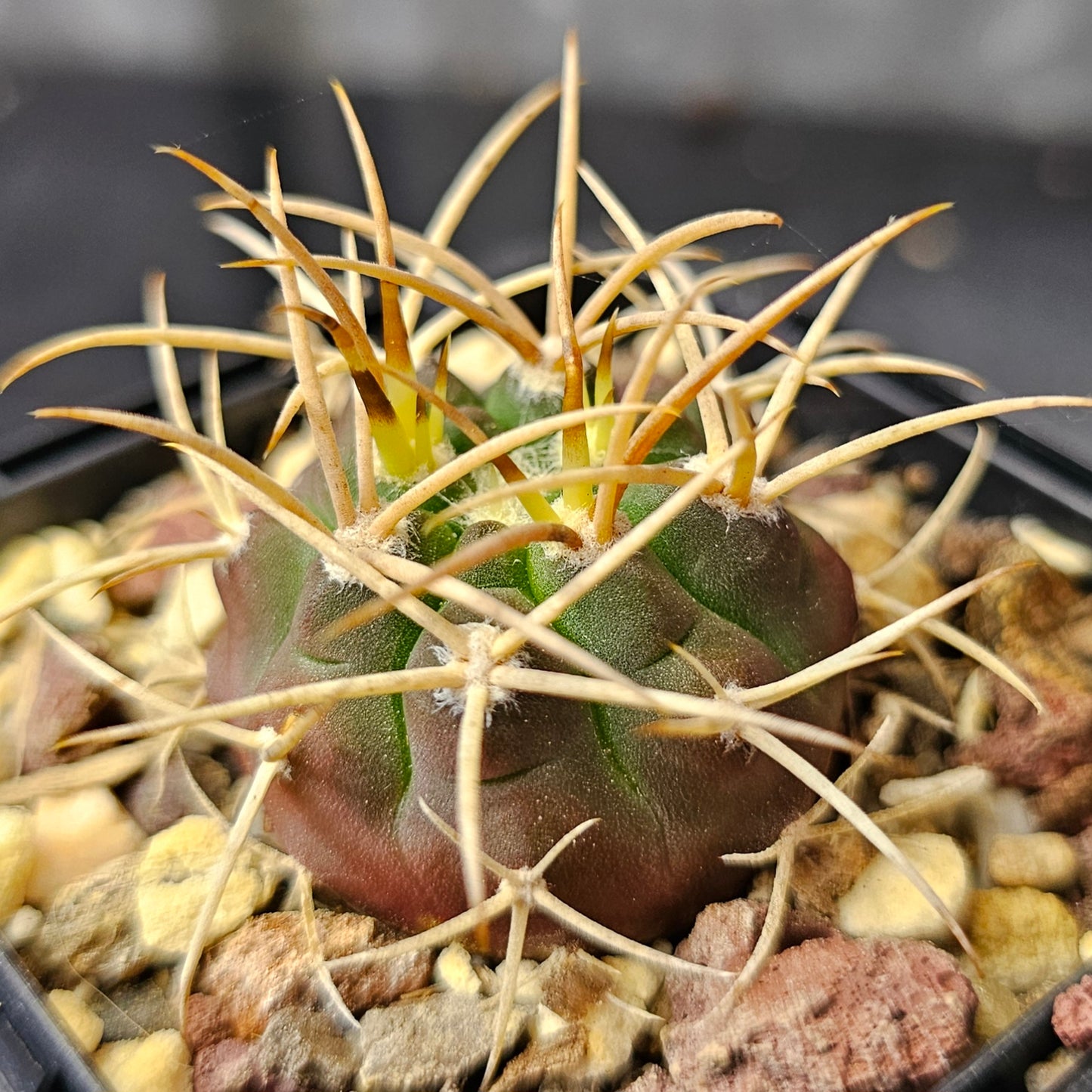 Cactus bundle – 4 plants (Select Gymnocalycium Forms)