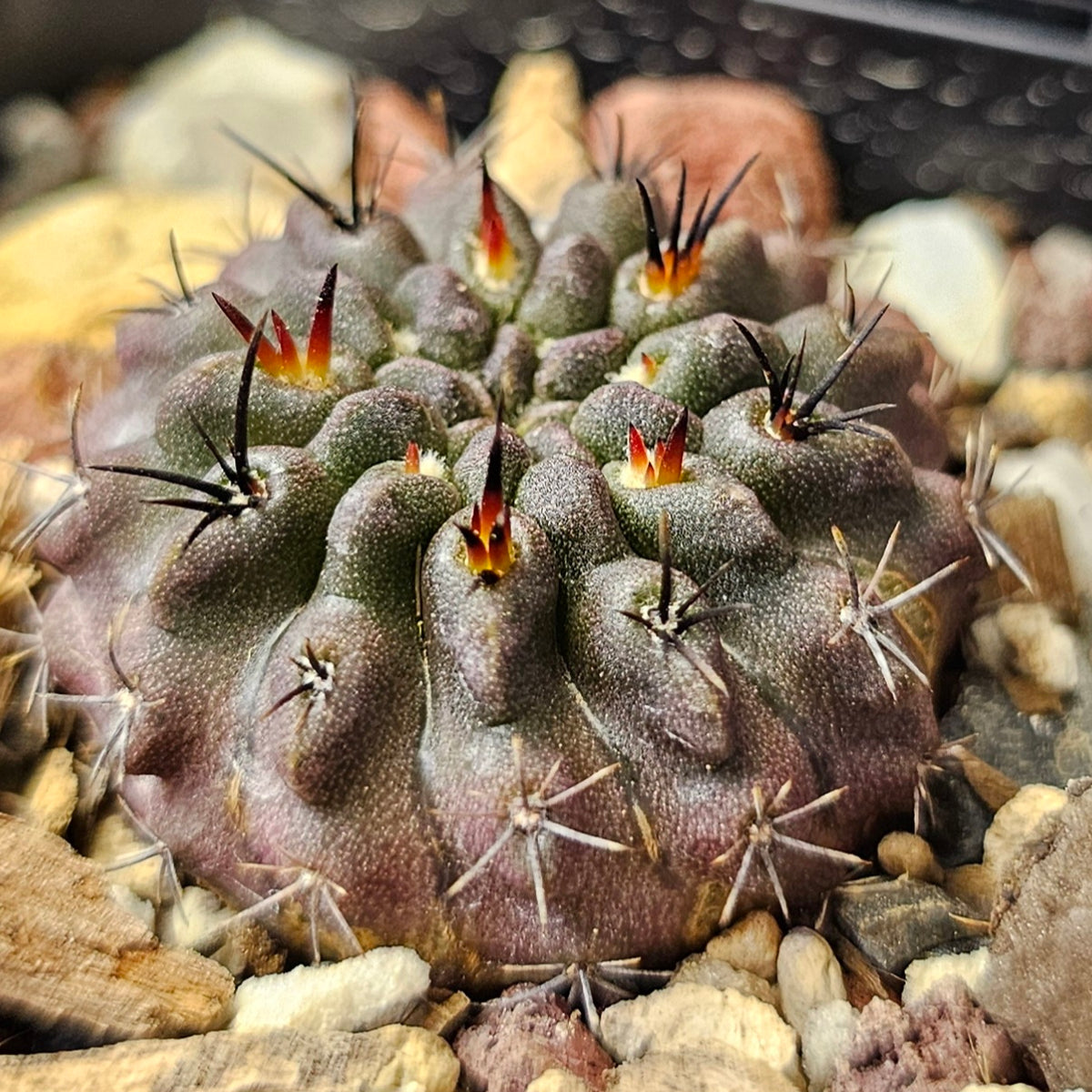 Cactus Bundle Cactus bundle – 4 plants (Dark Hybrids) – Spine City