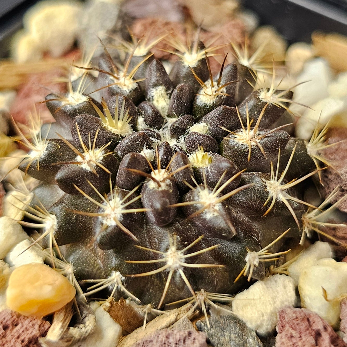 Cactus Bundle Cactus bundle – 4 plants (Dark Hybrids) – Spine City