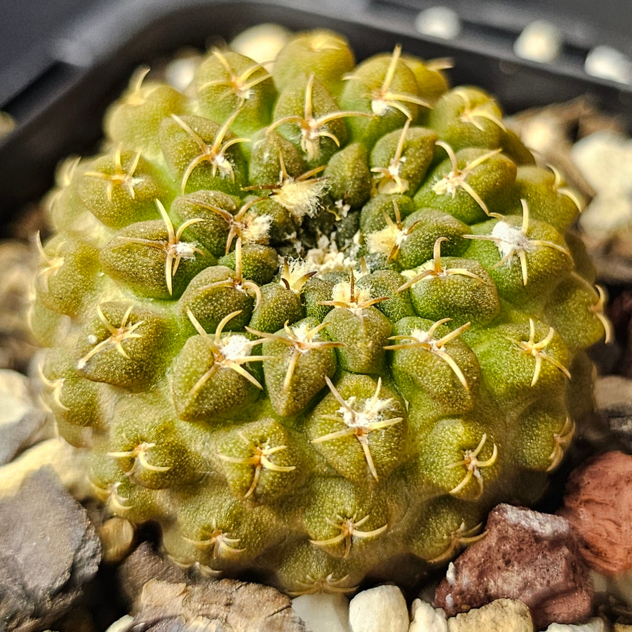 Cactus bundle – 4 plants (Mighty Miniatures)