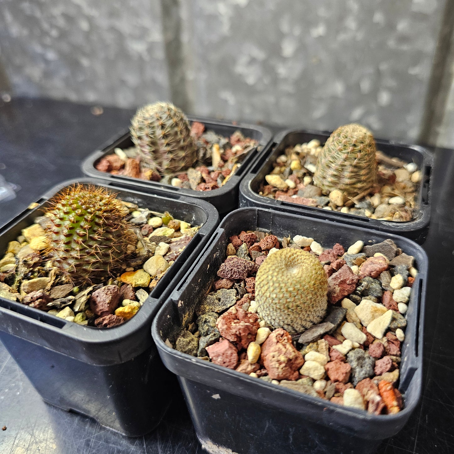 Cactus bundle – 4 plants (Thimble Forms)