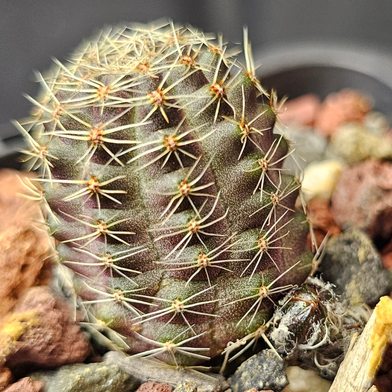Cactus bundle – 4 plants (Thimble Forms)