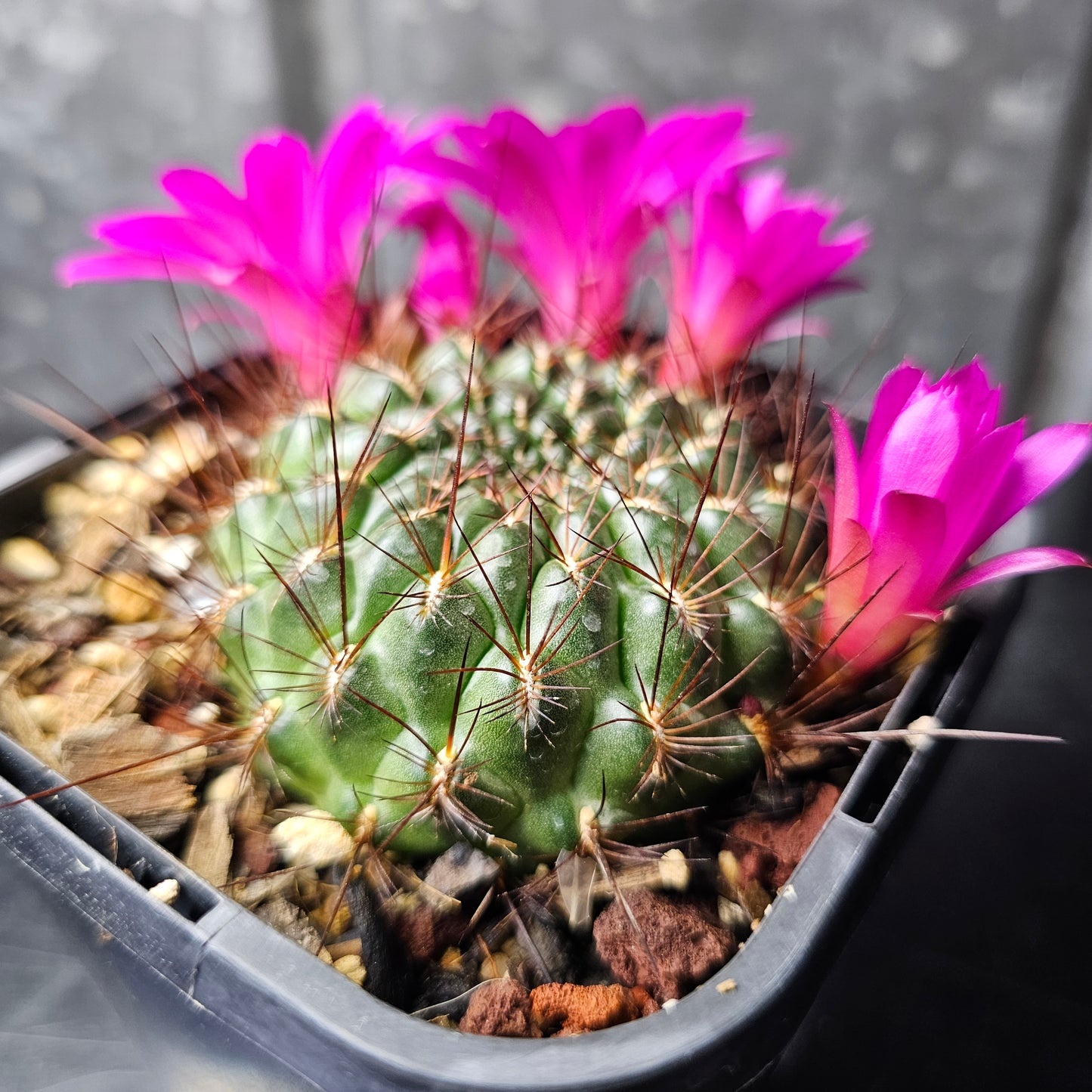 Sulcorebutia totorensis