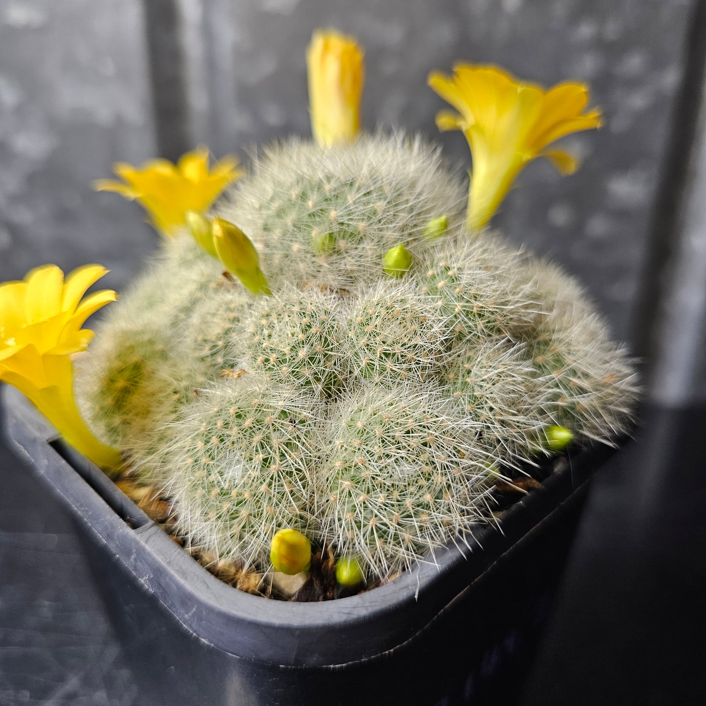 Rebutia sp. Huari-Huari