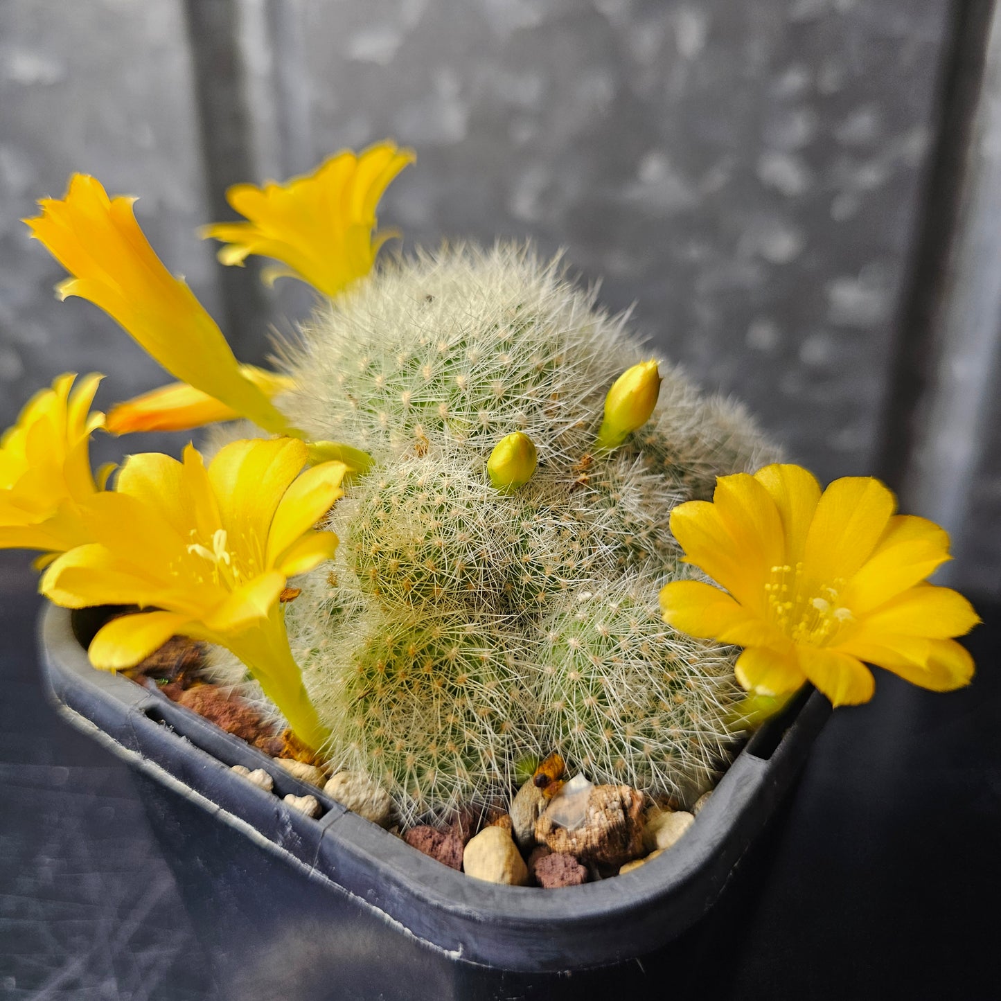 Rebutia sp. Huari-Huari