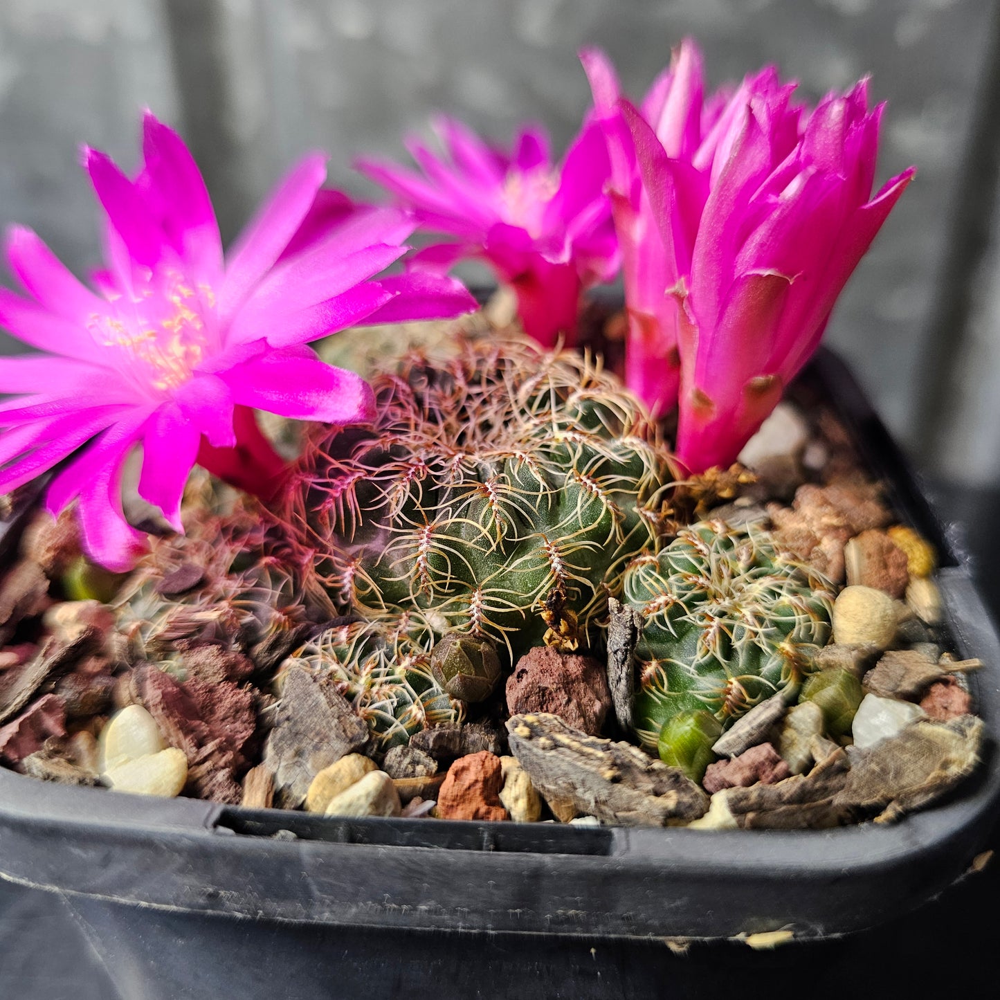 Sulcorebutia canigueralii v. applanata