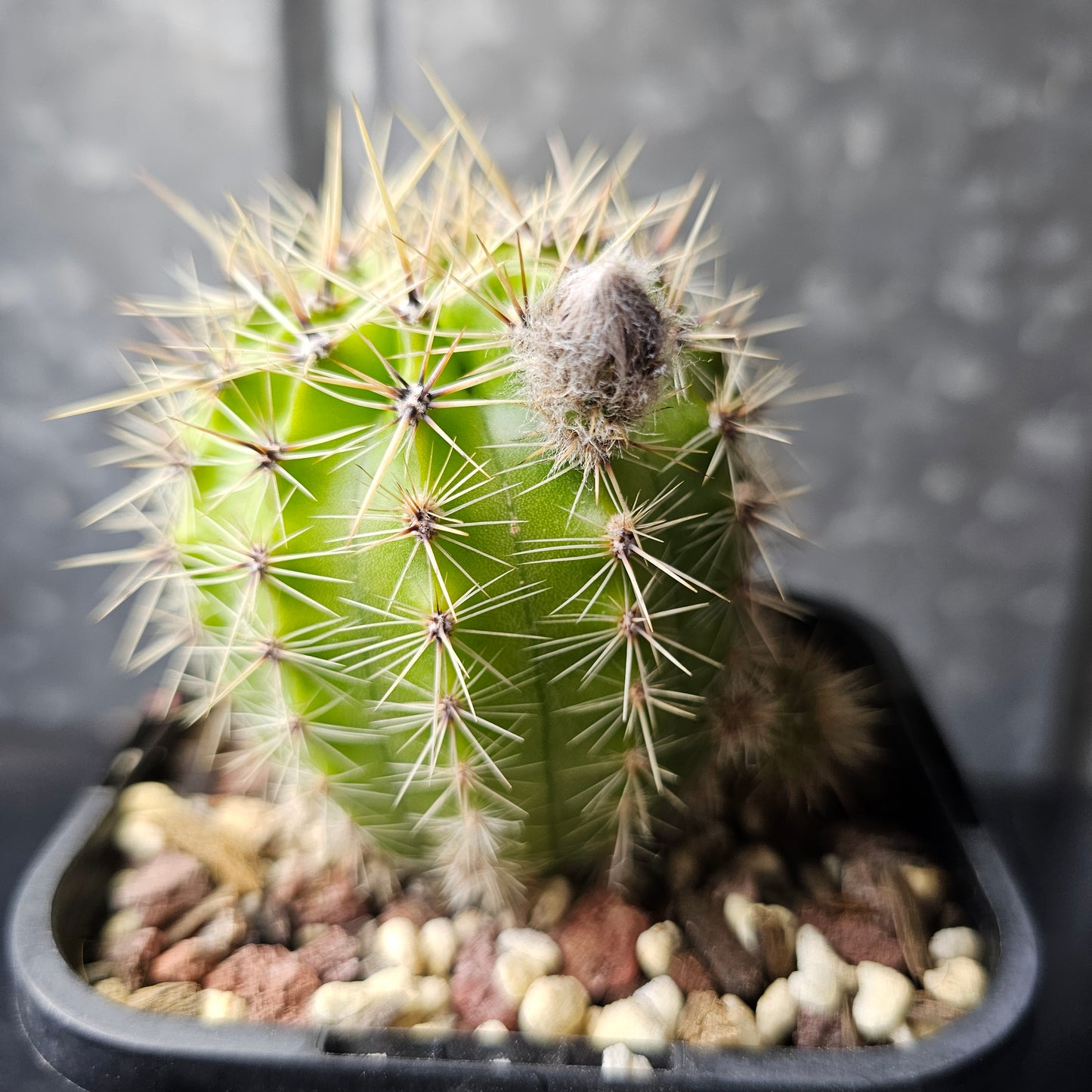 Echinopsis cv. Tequila