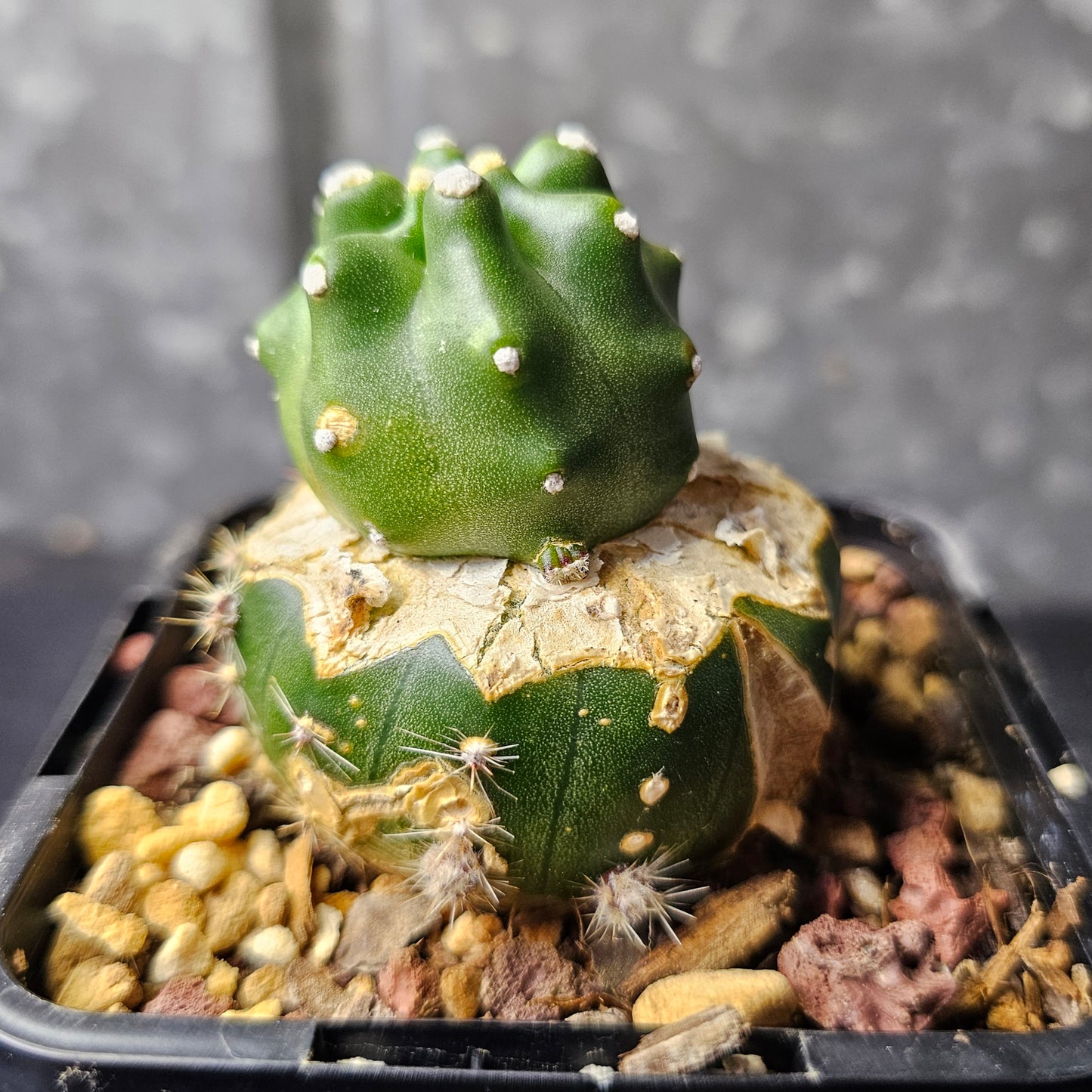 Echinocereus triglochidiatus inermis