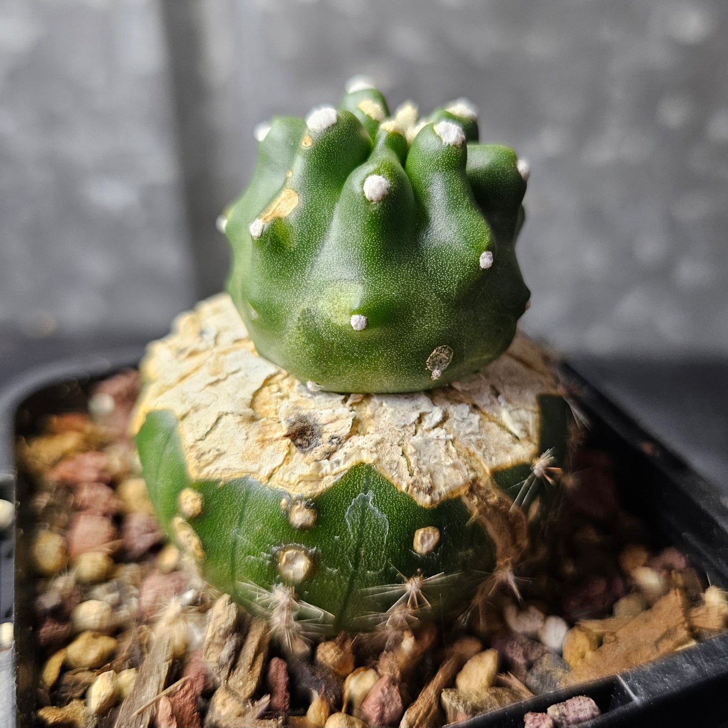 Echinocereus triglochidiatus inermis