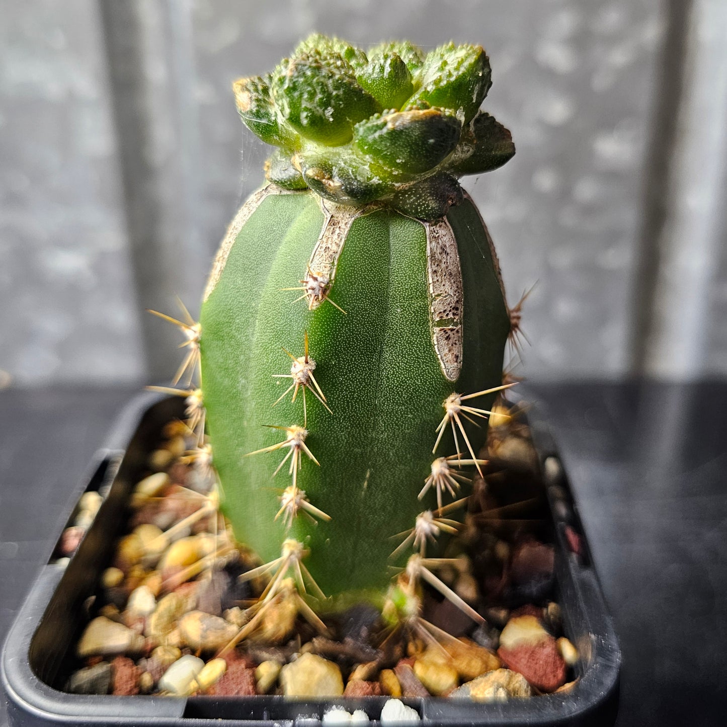 Ariocarpus (lloydii × Godzilla) × Godzilla