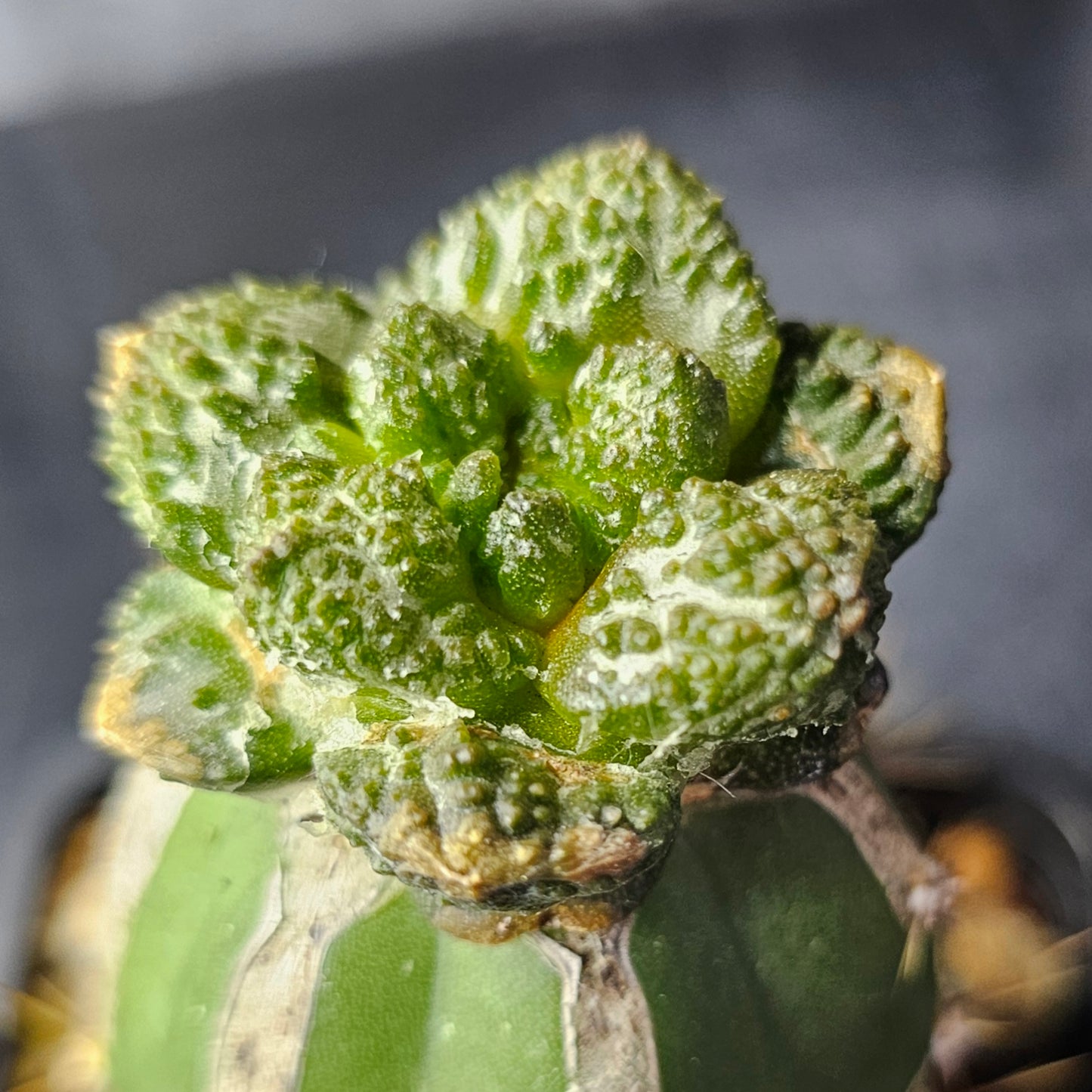 Ariocarpus (lloydii × Godzilla) × Godzilla