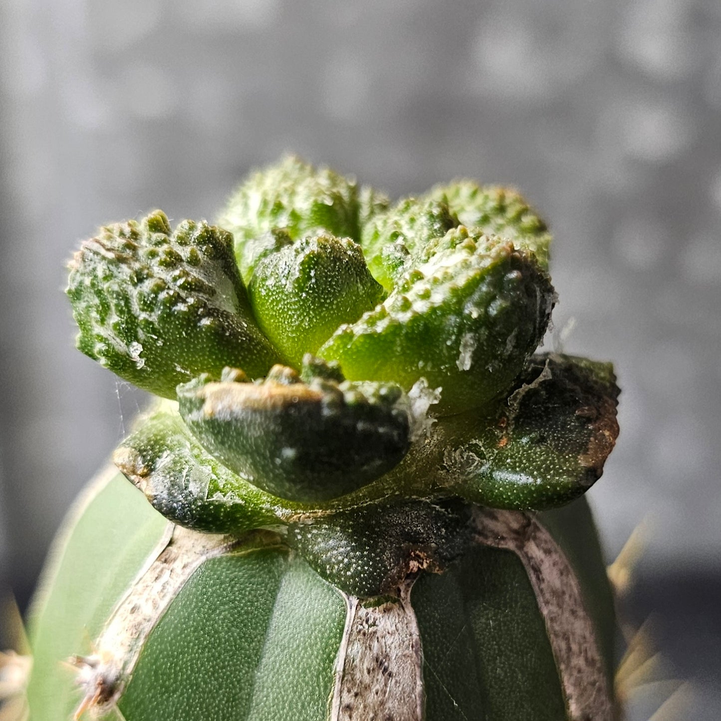 Ariocarpus (lloydii × Godzilla) × Godzilla