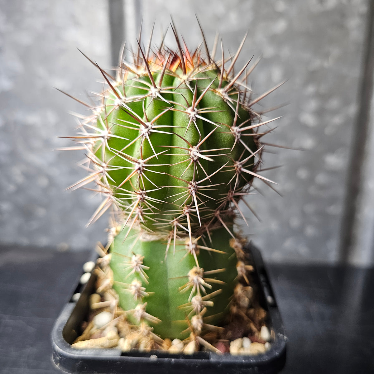 Wavy Shell Ribs T. chilensis ‘Wavy Ribs’ × Echinopsis hybrid ‘PS084’ – Spine City