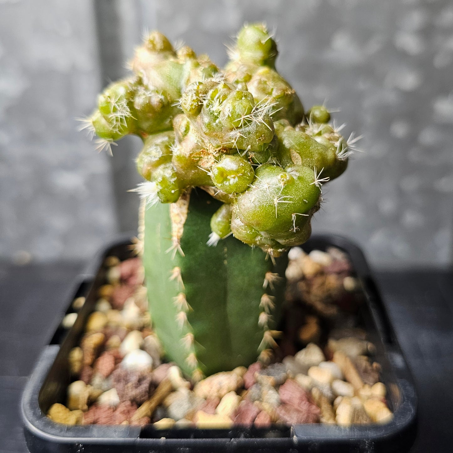 Echinocereus cv. Frank