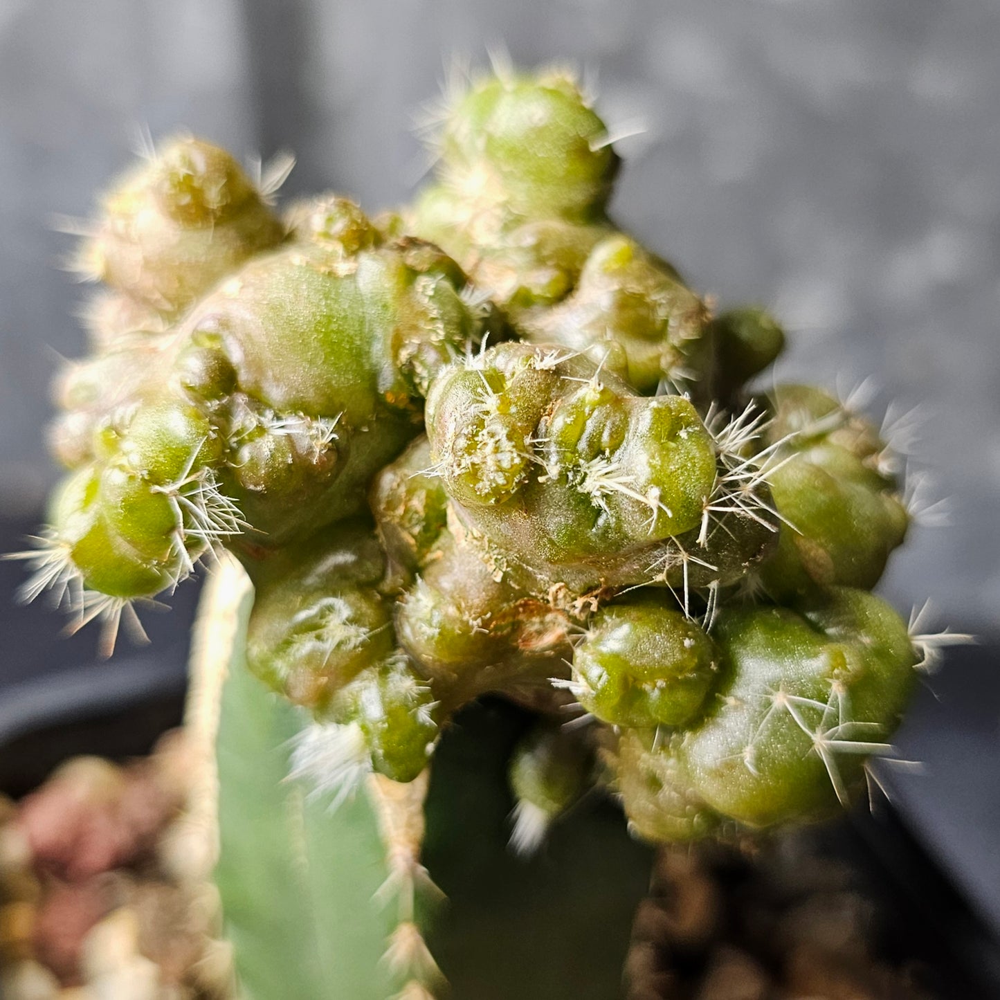 Echinocereus cv. Frank