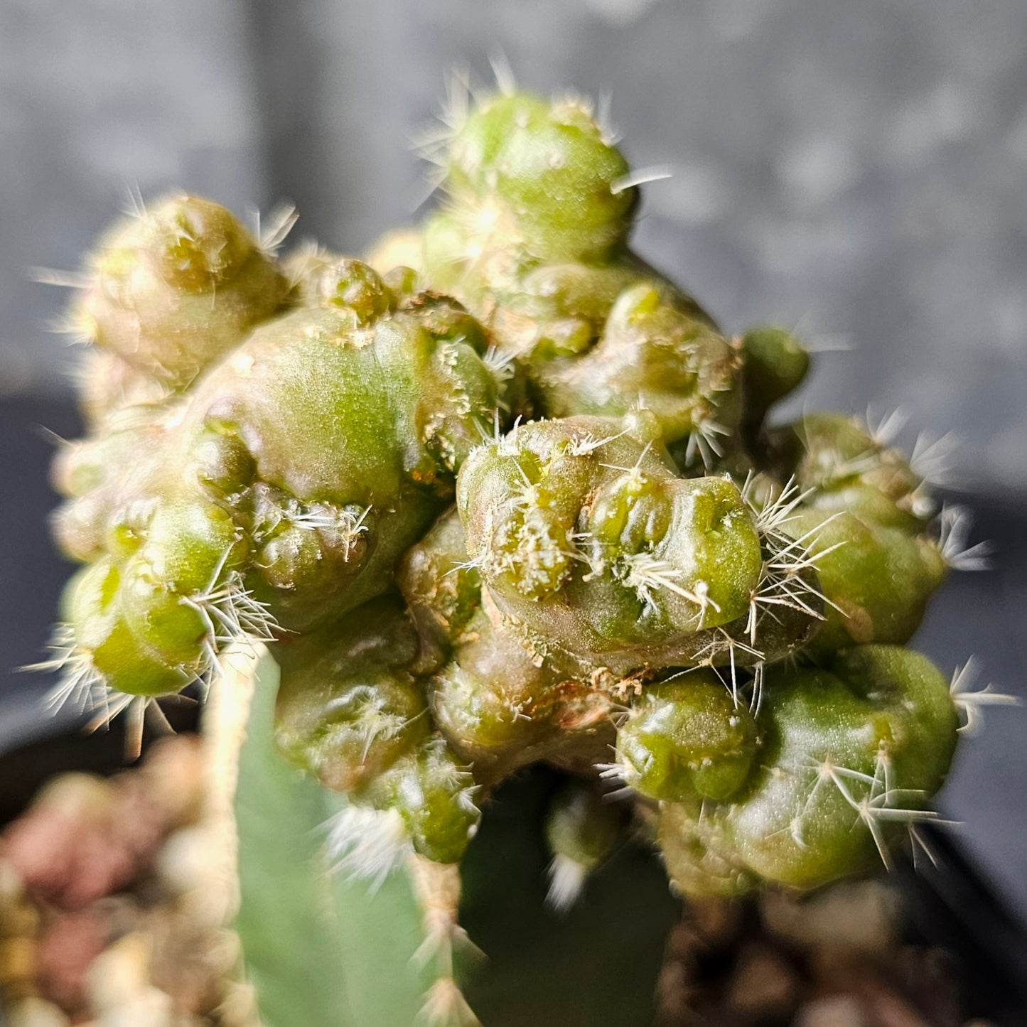 Echinocereus cv. Frank